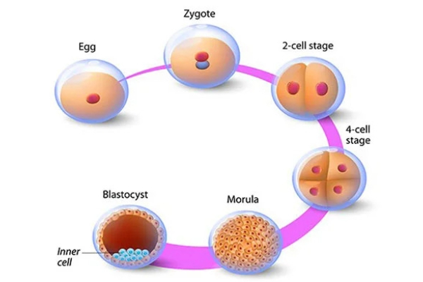 Natural Cycle IVF: A Budget-Friendly and Less Invasive Fertility Treatment