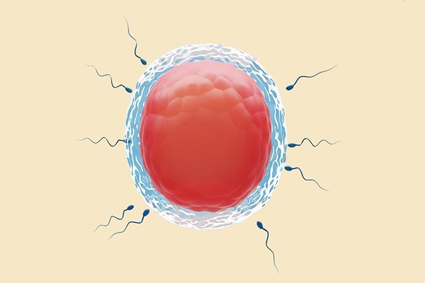 ️What You Should Know Before Beginning IVF Treatment in Bangalore, India
